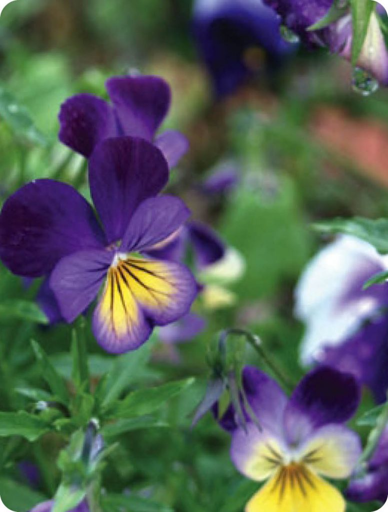 nativeviola Garden Crown Buy Seedlings Online Melbourne